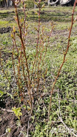 Абрикос, слива, вишня саженцы