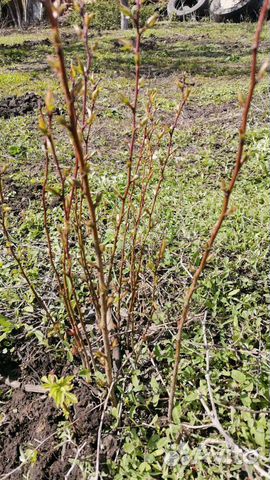 Абрикос, слива, вишня саженцы