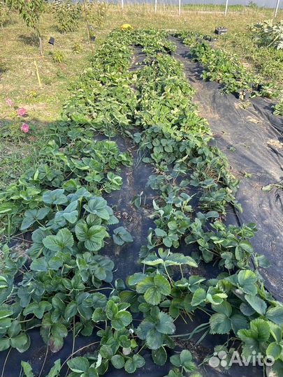 Саженцы клубники, сорт Гигантелла