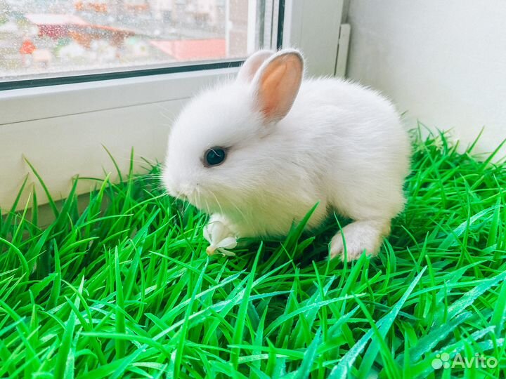 Карликовый кролик - размером с ладонь