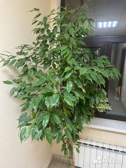 Фикус бенджамина