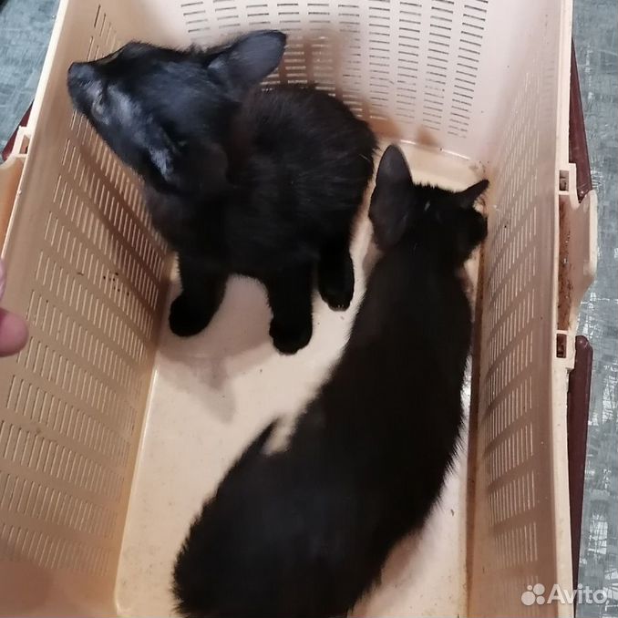 2 черных котенка отдам в хорошие руки