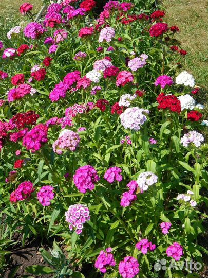 Гвоздика турецкая, Флокс майский, Вербейник