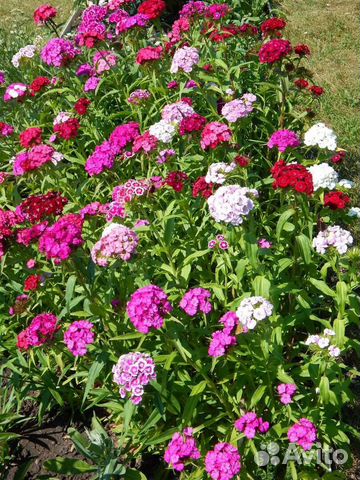 Гвоздика турецкая, Флокс майский, Вербейник