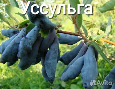 Жимолость крупноплодная