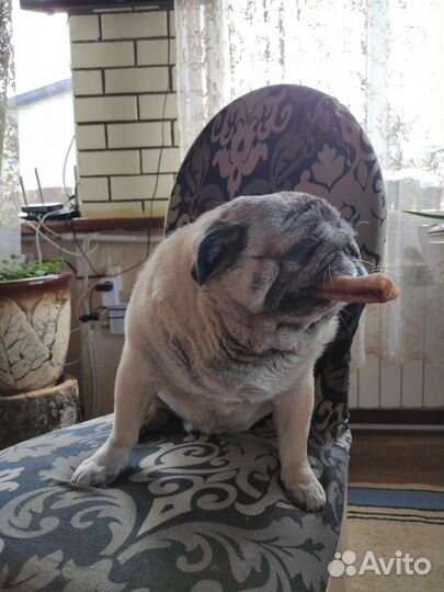 Бычий корень для собак