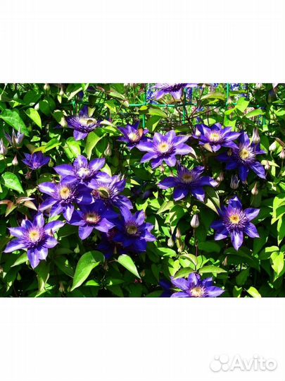 Клематис мульти блю