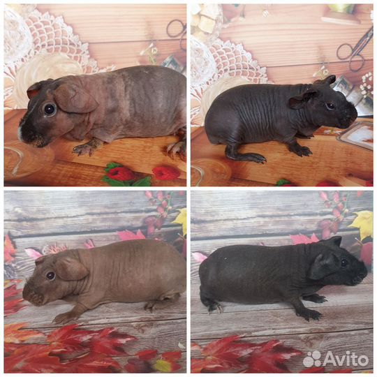 Морская свинка скинни девочки