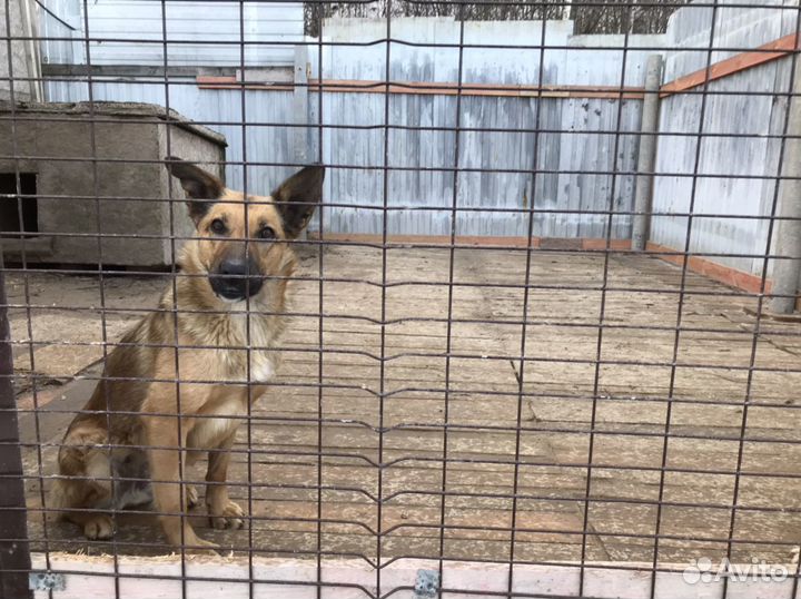 Две собачки и две подружки