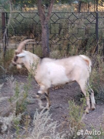 Козел, половозрелый