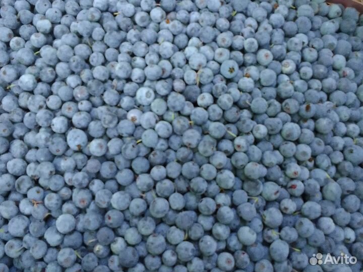 Голубика ягоды