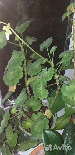 Пеларгония герань белая