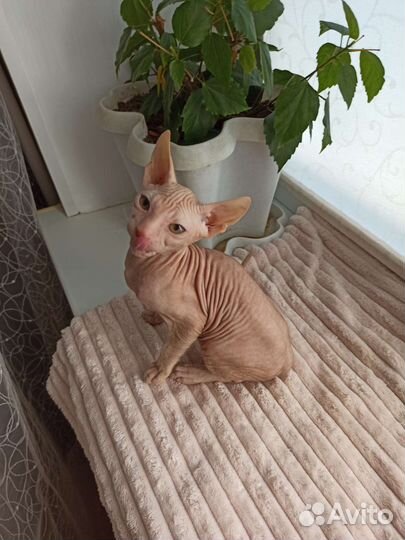 Донской сфинкс