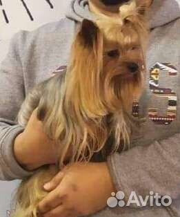 Йоркширский терьер кобель РКФ вязка