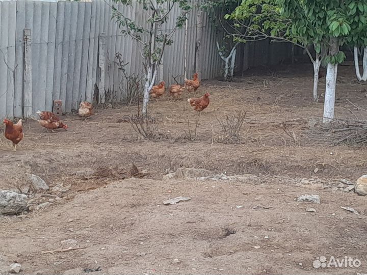 Куры доминанты