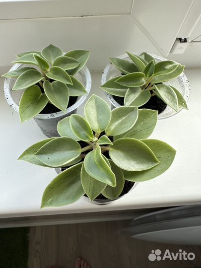 Пеперомия пикси лайм