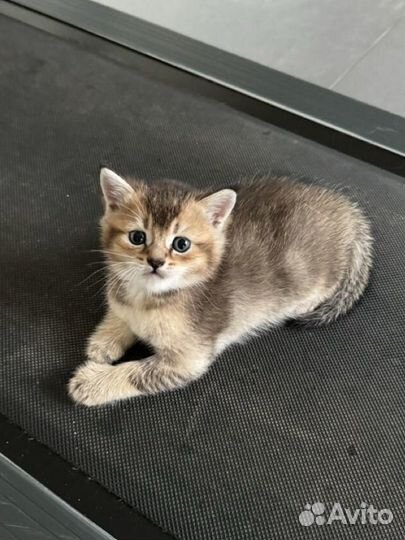 Британские котята золотая шиншилла