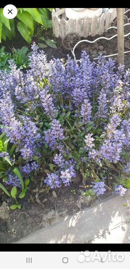 Цветы садовые