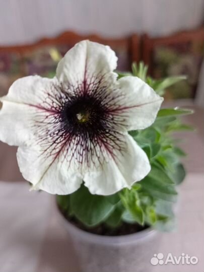 Цветущие растения