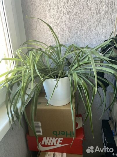 Хлорофитум