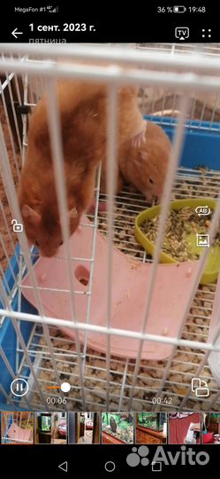 Сирийский хомяк