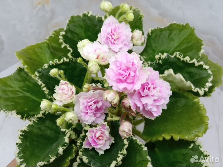 Сортовые фиалки