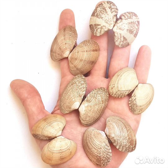 Натуральные раковины Вонголе для декорирования
