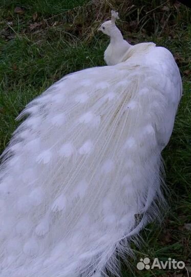 Страусята, павлины, декоративные утки