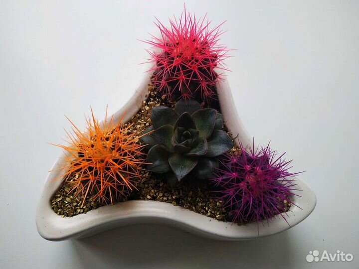 Суккуленты