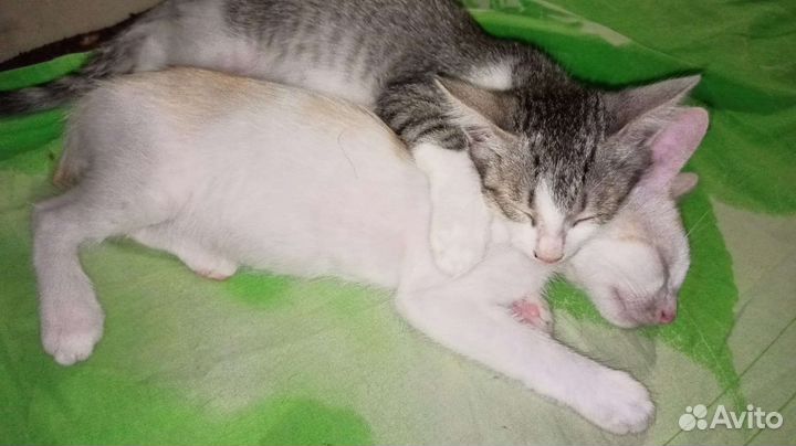 Кошки в добрые руки