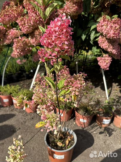 Гортензия метельчатая