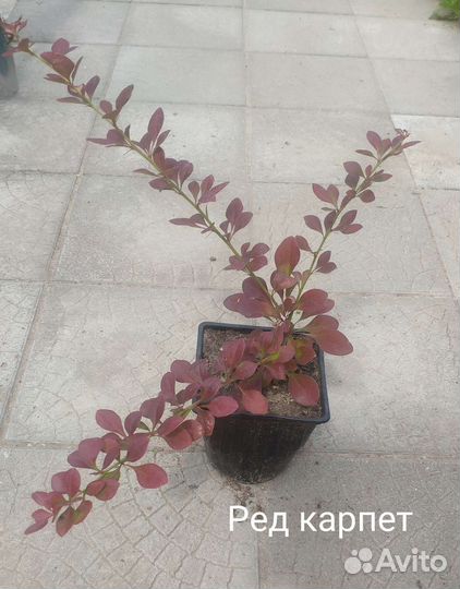 Барбарис тунберга