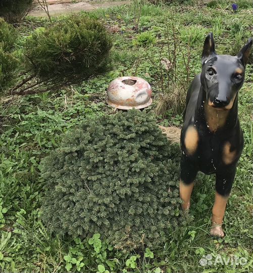 Декоративные растения