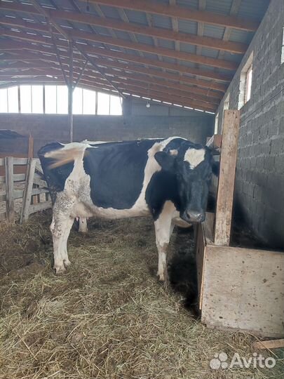 Корова высокоудойная