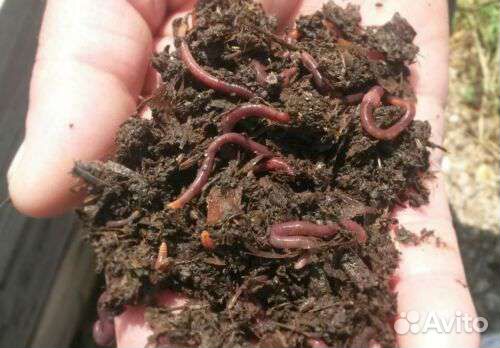 Черви для рыбалки