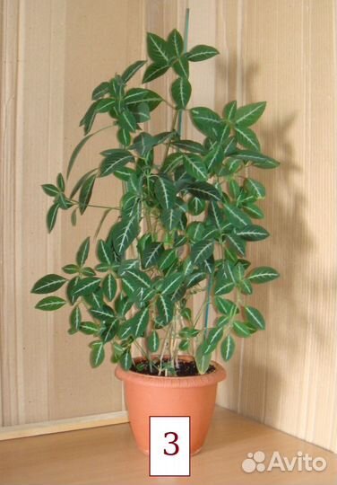 Руэллия ярко розовая