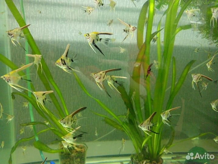 Аквариумные рыбки