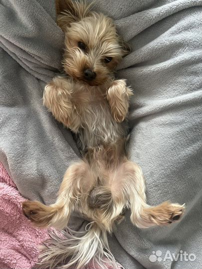 Йорк мини кобель для вязки