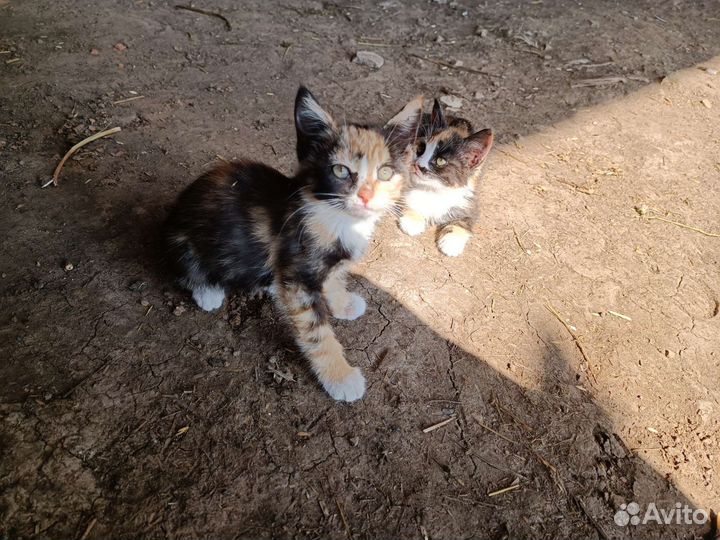 Котятки в добрые руки