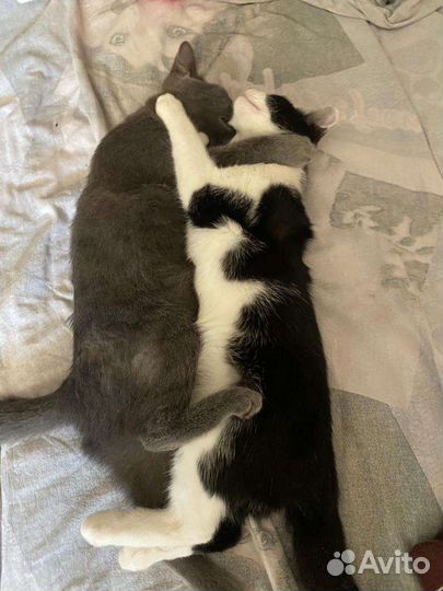 Кошка в дар бесплатно