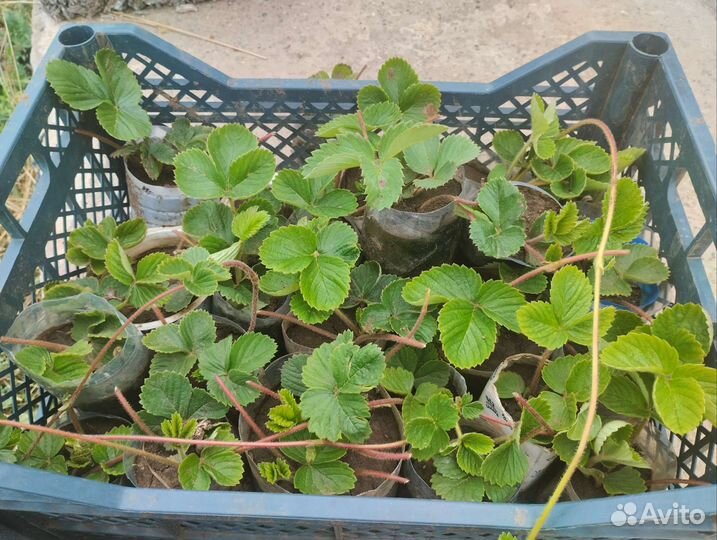 Усы клубники Много сортов