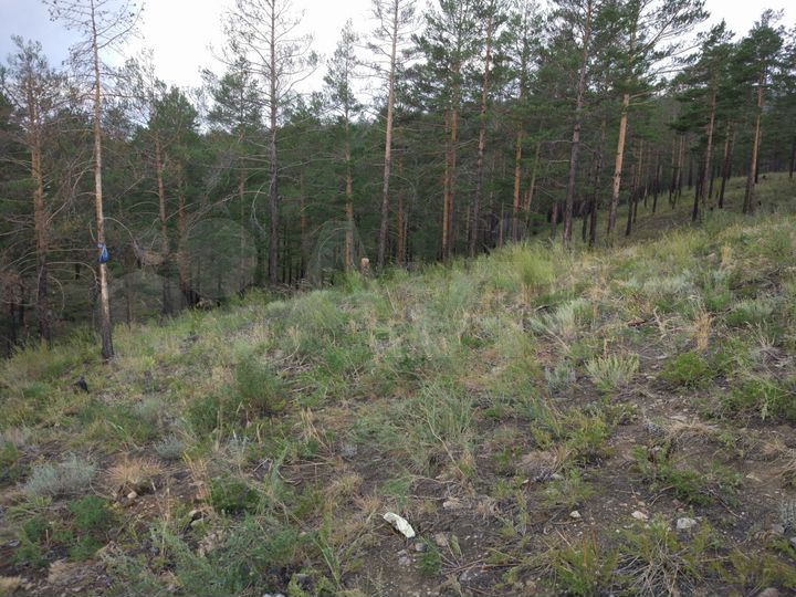 Участок 8 сот. (ИЖС)