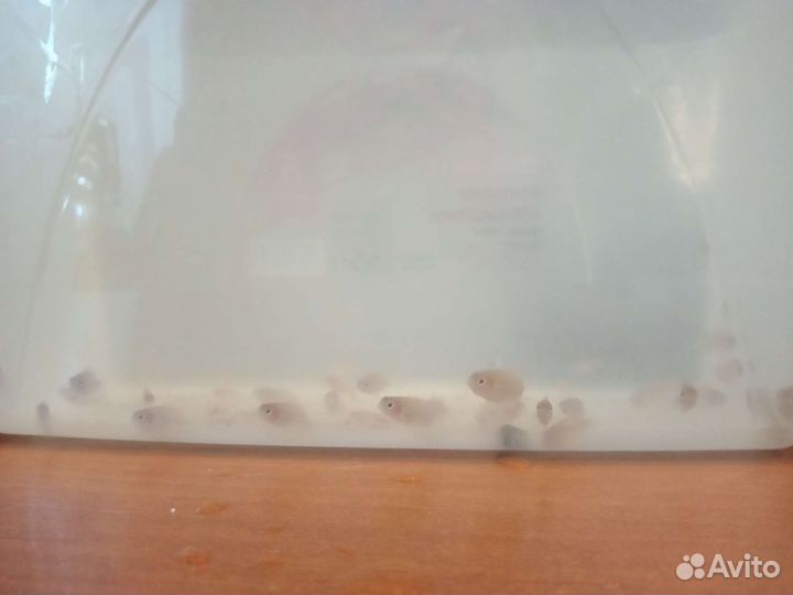 Аквариумные рыбки фламинго