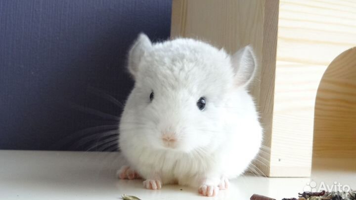 Шиншиллята беляши и фиолетики