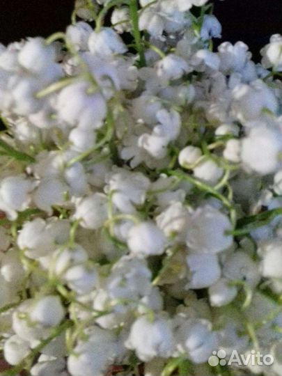 Ландыш белый и пролеска синяя