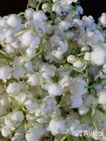 Ландыш белый и пролеска синяя