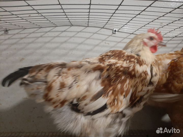 Молодые петухи