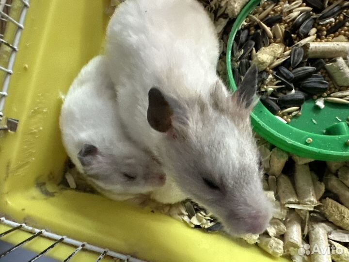 Шиншилы,сирийские хомяки, джунгарские,белки дегу
