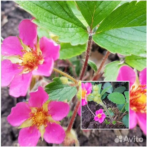 Клубника ампельная, Земляника, Ежевика, Овсяница