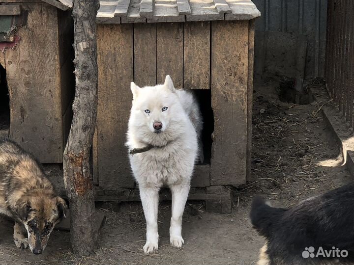Помесь хаски